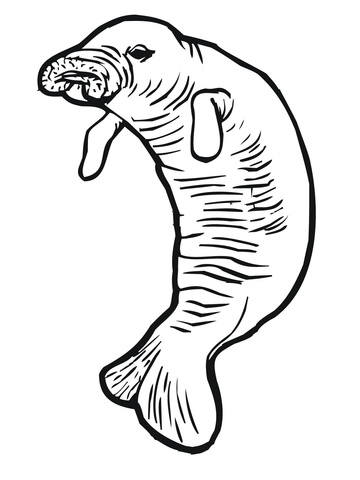 Manatee Or Sea Cow Coloring Page